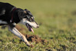 Photo: Hund auf Fährtensuche Hund auf Fährtensuche