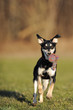 Photo: Hund mit Spielzeug Hund mit Spielzeug