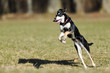 Photo: Springender Hund Springender Hund