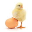 chicken and egg