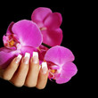 Orchid Orchid