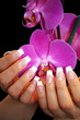 Photo en ligne au meilleur prix sch�nes French mit Orchidee