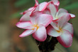 Frangipani (plumeria) flower