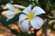 Frangipani (plumeria) flower