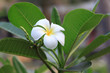 Frangipani (plumeria) flower