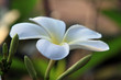 Frangipani (plumeria) flower