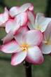 Frangipani (plumeria) flower