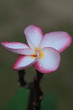 Frangipani (plumeria) flower