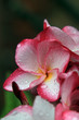 Frangipani (plumeria) flower
