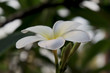 Frangipani (plumeria) flower