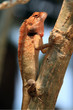 Gecko