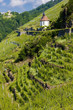grand cru vineyard and Chapel of St. Urban,Thann, Alsace,France