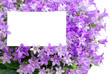 Weiße Pappe in lila Blumen