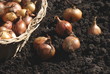 Steckzwiebel  (Allium) Saatgut