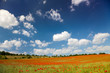 Mohnblüten auf einem Getreidefeld