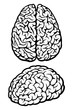 Brain