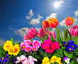 Landschaft Wolken Wiese Tulpen