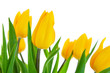 yellow tulip flowers