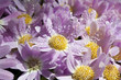 fiori con rugiada