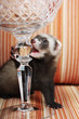 Ferret