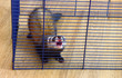 Ferret