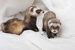 Ferret