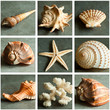 composition coquillages