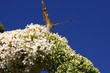 Butterfly cynthia cardui, la belle dame