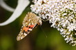 Butterfly cynthia cardui, la belle dame
