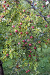 Apple tree
