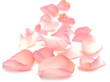 rose petals rose petals