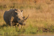 rhino