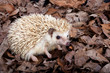 Pygmy hedgehog