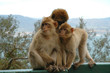 Wild Barbary Apes on the rock of Gibraltar
