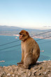 Wild Barbary Ape on the rock of Gibraltar