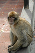 Wild Barbary Ape on the rock of Gibraltar