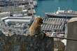 Wild Baby Barbary Ape on the rock of Gibraltar Wild Baby Barbary Ape on the rock of Gibraltar