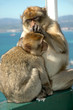 Wild Barbary Apes on the rock of Gibraltar