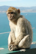 Wild Barbary Ape on the rock of Gibraltar