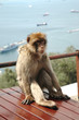 Wild Barbary Ape on the rock of Gibraltar