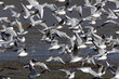 Envol de mouettes