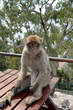 Wild Barbary Ape on the rock of Gibraltar