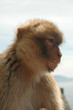 Wild Barbary Ape on the rock of Gibraltar