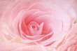 Closeup of a pink rose Closeup of a pink rose