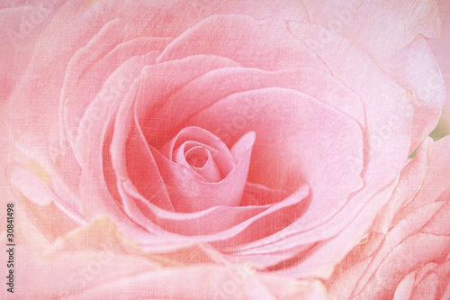 Foto: Closeup of a pink rose Closeup of a pink rose