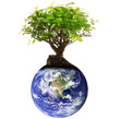 Foto: albero sul pianeta terra albero sul pianeta terra