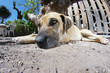 Fauler Hund im Garten