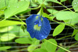 Clitorea ternata bleu Clitorea ternata bleu