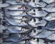 flathead mullets and silver sea breams at the central market