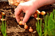 Gartenarbeit